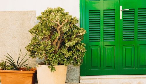 CRASSULA OVATA grubosz jajowaty drzewko szczęścia sukulent rozmiar L na Arena.pl