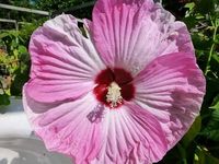 HIBISKUS Ketmia bagienny biało - różowy Luna Pink Swirl