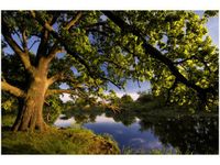 120CM 80CM OBRAZ ŚCIENNY DĄB STAROPOLSKI