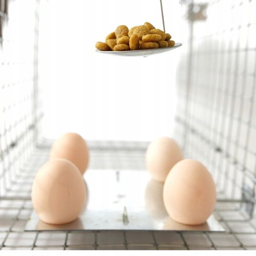 ŻYWOŁAPKA PUŁAPKA NA KUNY SZCZURY ŁASICE NORKI TCHÓRZE ŁASKI ŁAPKA na Arena.pl