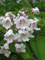 GK SURMIA KATALPA BIAŁOKWIATOWA 150 CM.