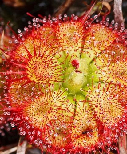 Torf KWAŚNY OGRODNICZY PLANTA DO ROŚLIN KWASOLUBNYCH BORÓWEK 3,0-4,0 na Arena.pl