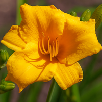 Liliowiec 'Bakabana' Żółty Miniaturowy (Hemerocallis) Doniczka 2.0L