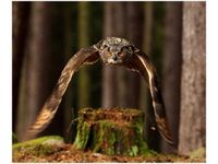 60X50CM SOWA OBRAZ ŚCIAN DREWNIANE