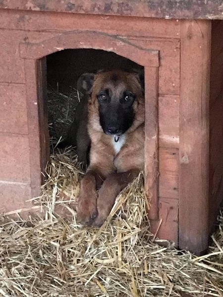 SŁOMA, LEGOWISKO, ŚCIÓŁKA DLA PSA 4kg zdjęcie 3