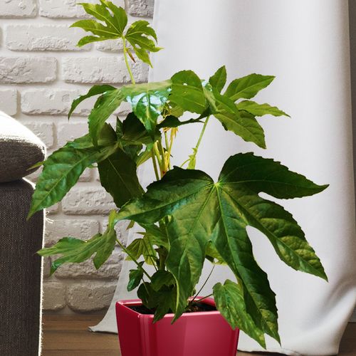 FATSIA doniczkowa 35cm na Arena.pl