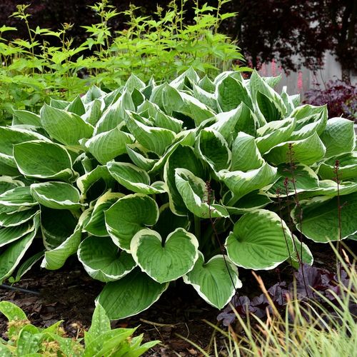 Funkia FRANCEE Hosta Biało-obrzeżona Sadzonki P11 na Arena.pl