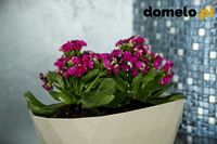 DONICZKA DELTA 300 A1