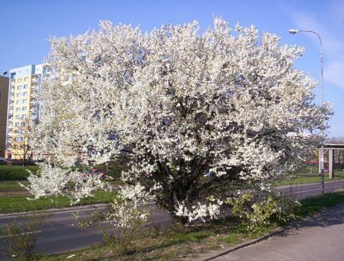 ŚLIWA MIRABELKA Prunus domestica subsp.syriaca - NASIONA 200 sztuk - 100gNW na Arena.pl