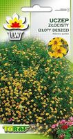 Uczep złocisty złoty deszcz nasiona 0,2 g