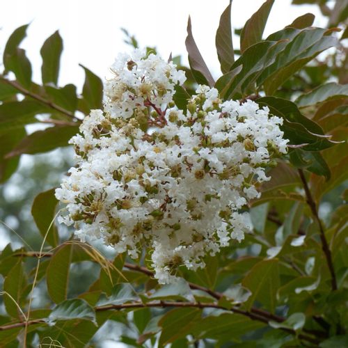 Lagerstroemia biała Alba Nivea 40-60cm P9 na Arena.pl