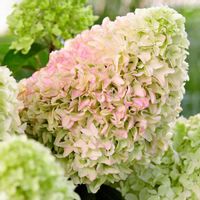 Hortensja LITTLE FRAISE MINIATUROWA PIĘKNOŚĆ