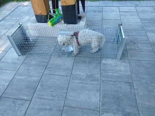 ŻYWOŁAPKA, PUŁAPKA NA KUNY, LISY, KOTY, NORKI, ŁASKI, WYDRY POLSKA na Arena.pl