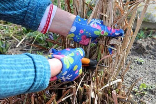 Miskant chiński 'Roter Pfeil' Czerwone Kłosy (Miscanthus sinnesis) 3.0L na Arena.pl