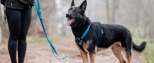 Lekkie Szelki dla Średniego Psa GUARD Bezuciskowe Regulowane Solidne r. M na Arena.pl