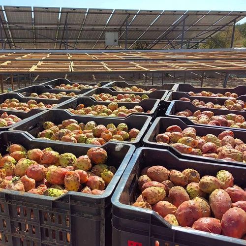 ~Hej dziewczyno, Olej z Opuncji Figowej, 100% BIO Organiczny, Premium, 30ml na Arena.pl