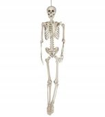 SZKIELET XXL KOŚCIOTRUP 160 cm RUCHOME CZĘŚCI SZKIELETO DEKORACJA HALLOWEEN