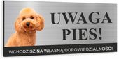 Tabliczka UWAGA ZŁY PIES - PUDEL MINIATUROWY uv