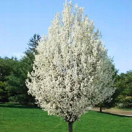 SADZONKI DRZEWKA OWOCOWE ŚLIWA TOPHIT PÓŹNA BARDZO DUŻA SOCZYSTA na Arena.pl