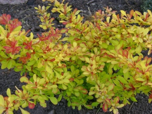 Berberys Thunberga DIABOLICUM Sadzonka p9 na Arena.pl