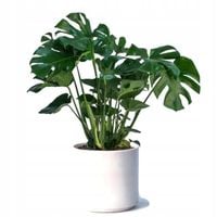 Monstera Dziurawa Deliciosa XL BESTSELLER!