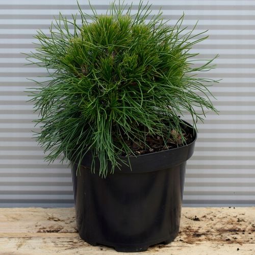 Sosna kosodrzewina VARELLA Kulista Miniatura Sadzonki w doniczkach C5 na Arena.pl