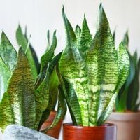 SANSEVIERIA 'ROBUST' pięknie ubarwione liście Sansewieria rozmiar S