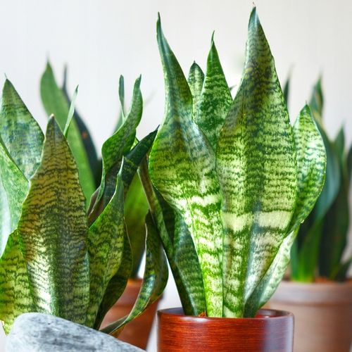SANSEVIERIA 'ROBUST' pięknie ubarwione liście Sansewieria rozmiar S na Arena.pl