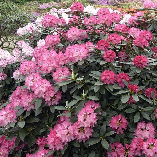 Różanecznik Sneezy C3 E na Arena.pl