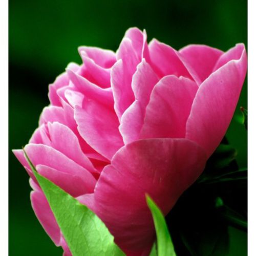 Yodeyma Linet Woda Perfumowana Dla Kobiet 100ml na Arena.pl