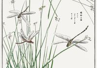 Plakat 42x29,7cm Ważki Morimoto Toko Japoński Vintage do Salonu