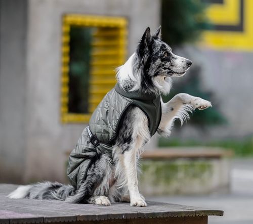 Chaba Kubrak Regulowany Chic XL khaki na Arena.pl