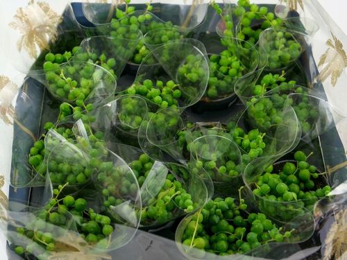 SENECIO rowleyanus STARZEC ROWLEYA D6cm ZIELONE KORALIKI NA SZNURECZKU na Arena.pl