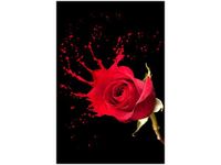 40X60CM RÓŻANY PLUSK OBRAZ