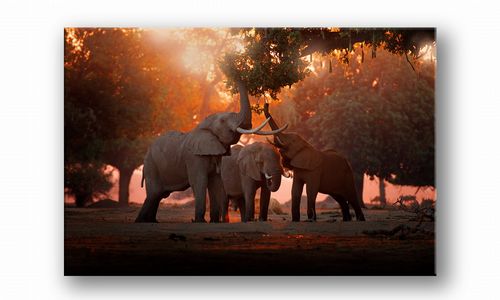 OBRAZ NA PŁÓTNIE 092 Słonie 30x20cm na Arena.pl