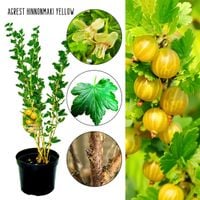 Agrest Hinnonmaki Yellow żółte słodkie owoce KRZEW 40–80 cm