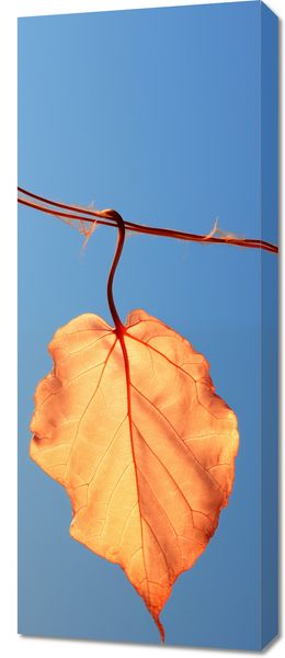 Obraz 40x100cm Ostatni Liść zdjęcie 1