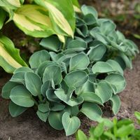 Funkia BLUE MOUSE EARS Hosta Miniaturowa P11
