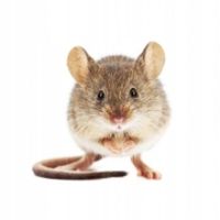 MOCNA TRUCIZNA NA MYSZY, SZCZURY - BRODY 2,5 BLOCK KOSTKA WOSKOWA 20 KG zdjęcie 6