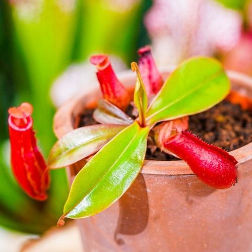 Specjalistyczne Podłoże Ziemia Do DZBANECZNIKÓW Mix PREMIUM na Arena.pl