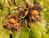 LESZCZYNA TURECKA Corylus colurna - NASIONA 100 sztuk - 100g.