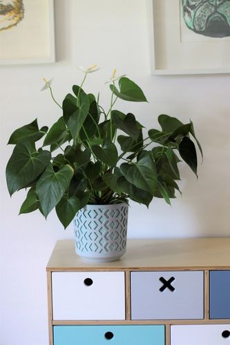 Doniczka AZTEK 14 h15 k-Czarny + w-Złoty Jasny na Arena.pl