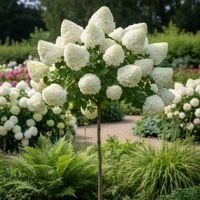 HORTENSJA NA PNIU HERCULES - sadzonki 90 / 100 cm