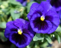 NASIONA Kwiatów Bratek Ogrodowy NIEBIESKI Z Plamką Kwiaty Bratki 423053