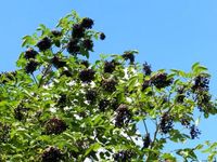 BEZ CZARNY  leczniczy - sadzonki 80 / 100 cm