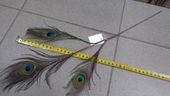 ozdobne pióro pawie 50cm cv10066