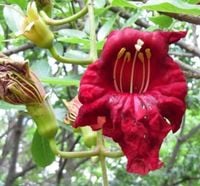 KIGELIA AFRYKAŃSKA Kigelia pinnata NASIONA 80 sztuk - 10g.