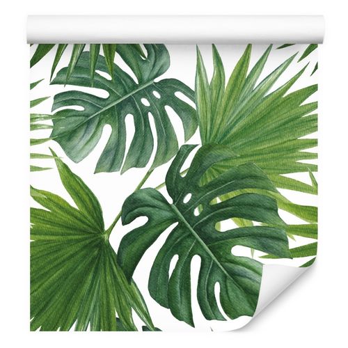 philodendron monstera care Monstera Deliciosa (Split Leaf Philodendron)