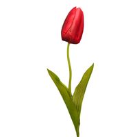 Tulipan pojedynczy czerwony