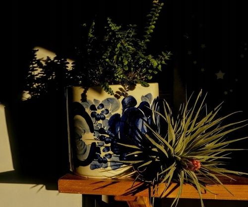 TILLANDSIA, OPLĄTWA X 6 SZT, NA START ! airplant na Arena.pl